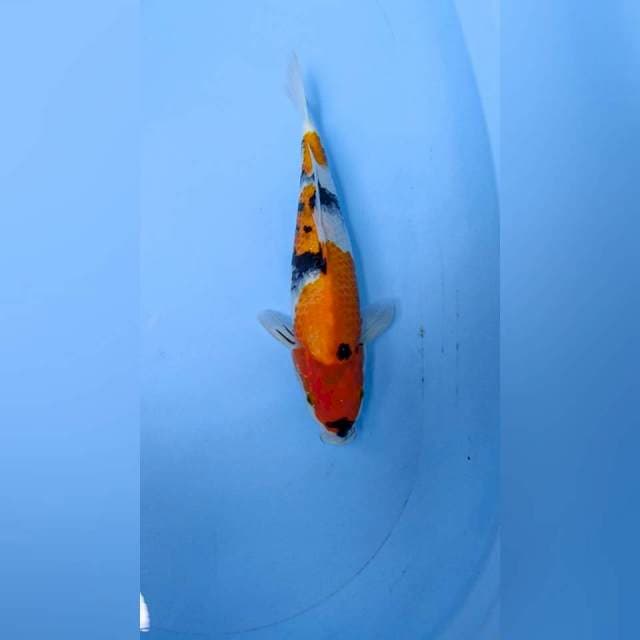 showa 35 cm