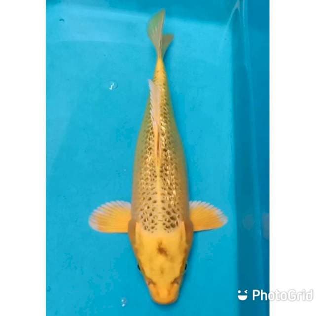 Matsuba ginrin 25cm