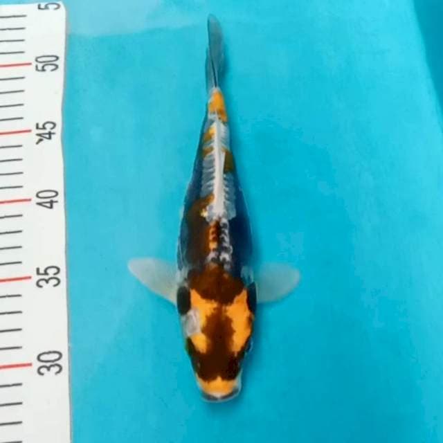 Spesial Kabuto pola 23cm