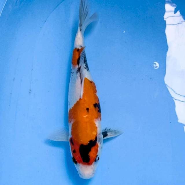 showa 34cm