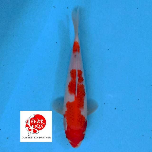 Kohaku 27 cm