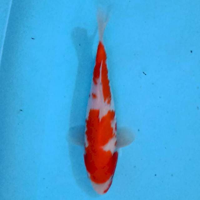 Kokaku 20 cm