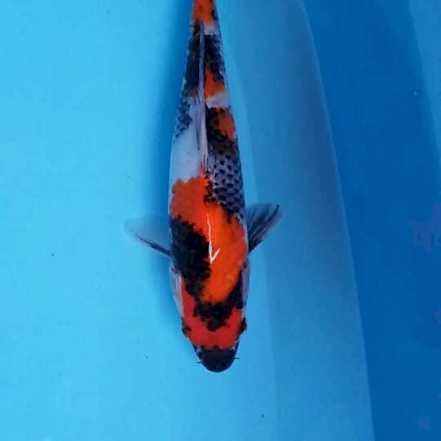 Showa 25cm