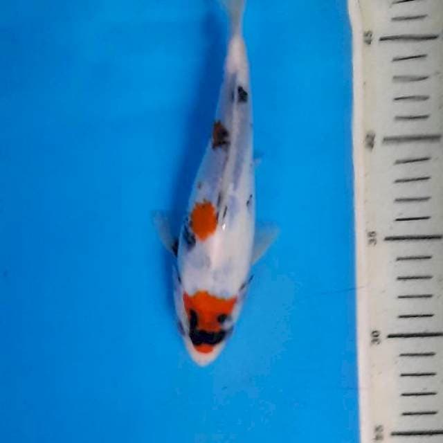 Showa 20cm