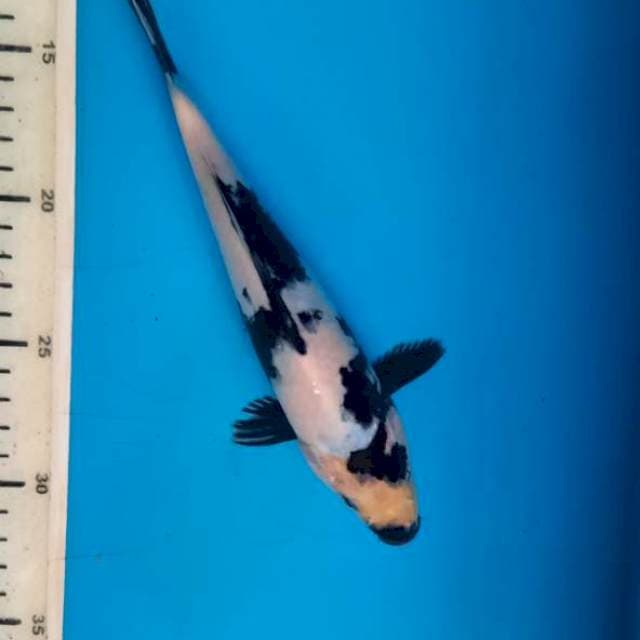 Shiro 21cm