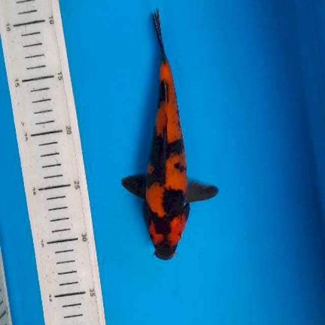 Utsuri 21cm