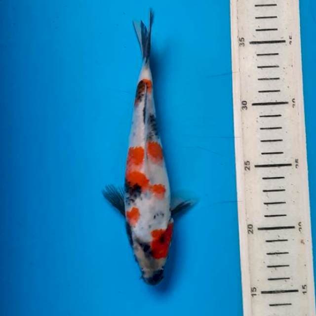 Showa 21cm