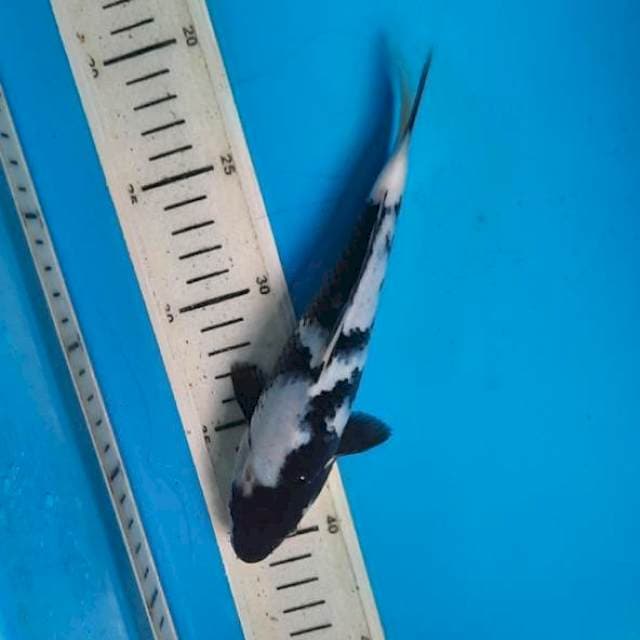 Shiro 21cm