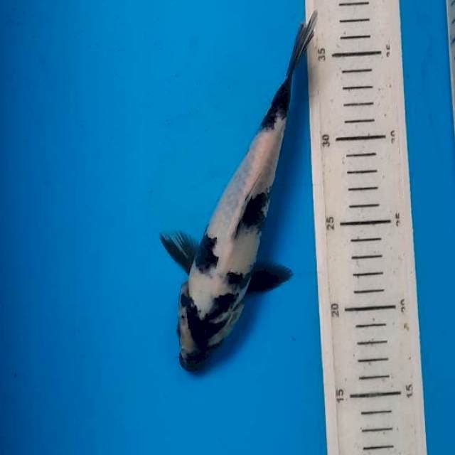 Shiro 21cm