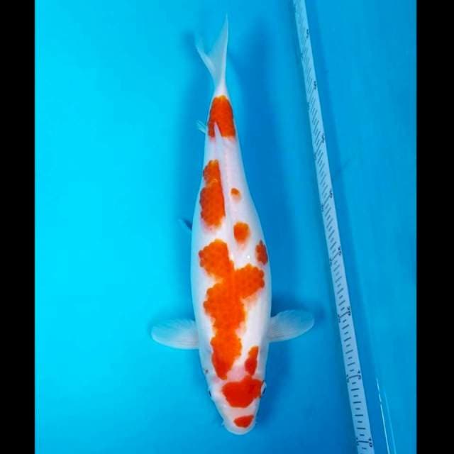 KOHAKU 38 CM