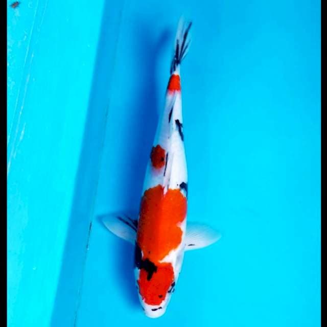 SHOWA KINDAI 38 CM