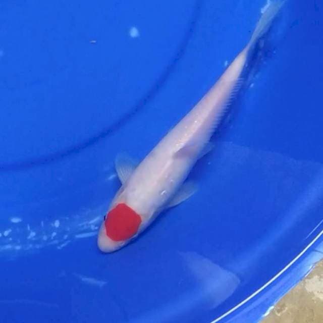 TANCHO KOHAKU ORIGINAL
