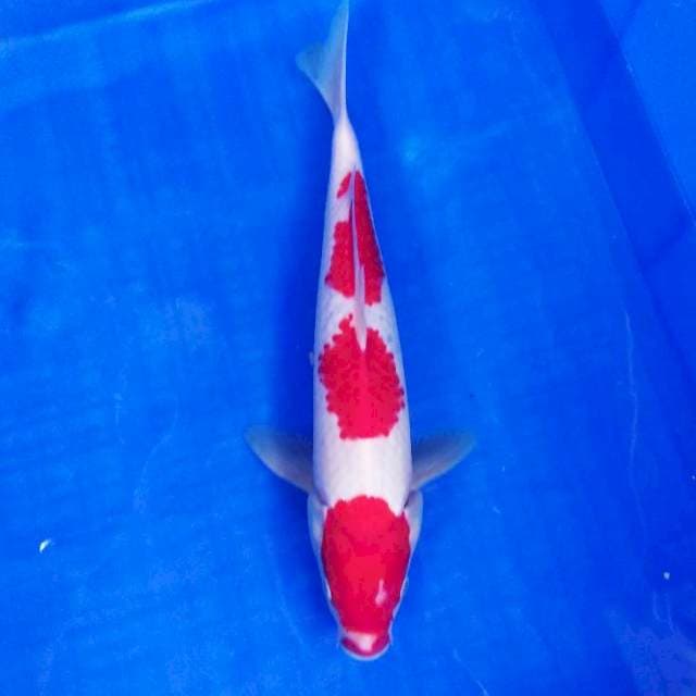Kohaku strong step3. 30cm
