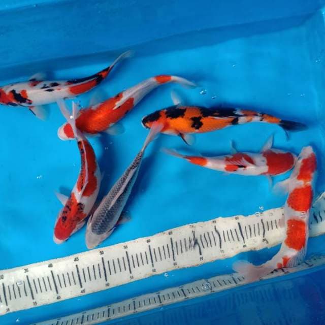 Mix koi 7 ekor