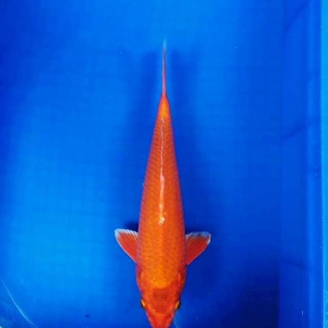 Orenji 30cm