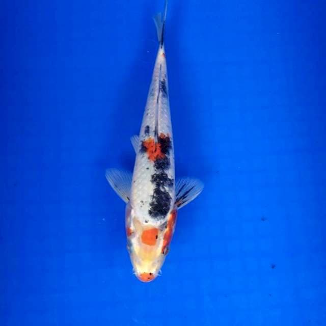 Maruten kinshowa 25xm
