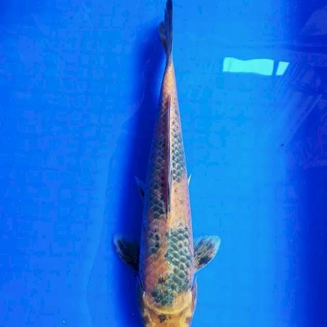 Kin Utsuri 30cm