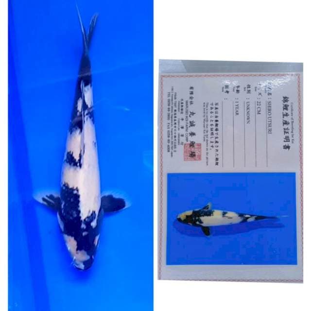Shiro Import Serti Marusei