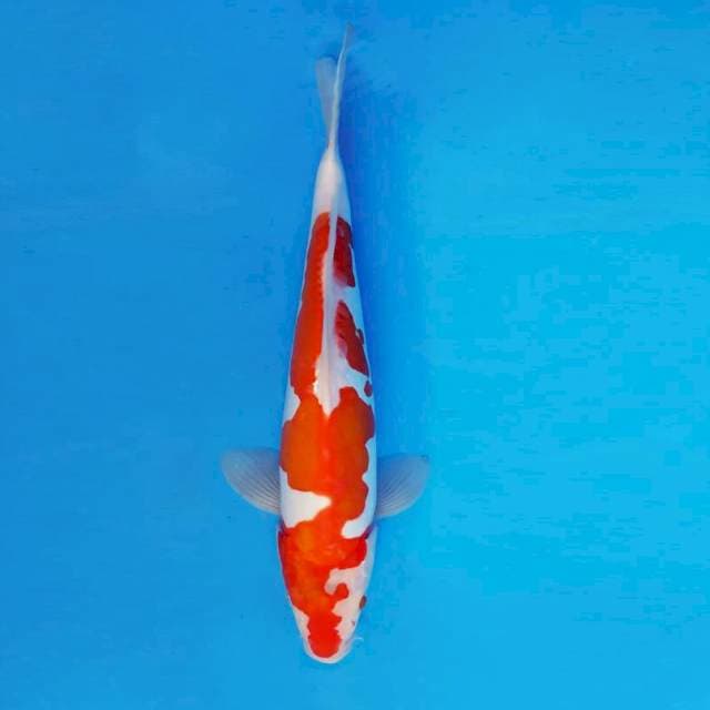 YORI 15 - Kohaku Doitsu ®