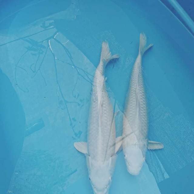 Magnificent Duo 35&36cm