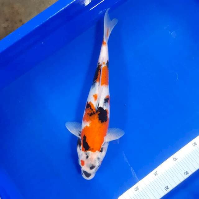 Showa 34cm