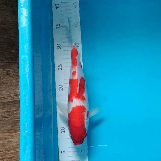 #4 Kohaku A2