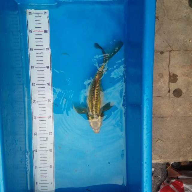 Mukashi Butterfly Koi