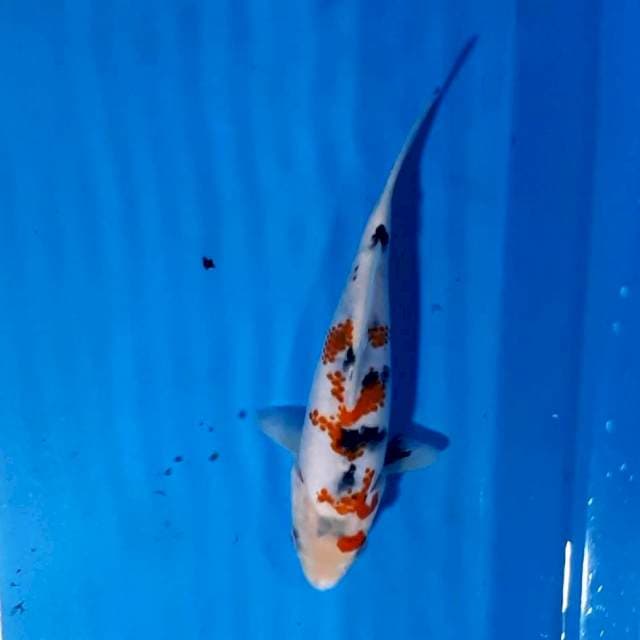 KANOKO SANKE 20 CM