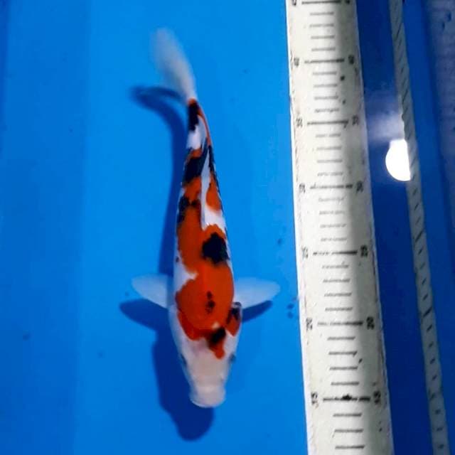 SANKE 26 CM