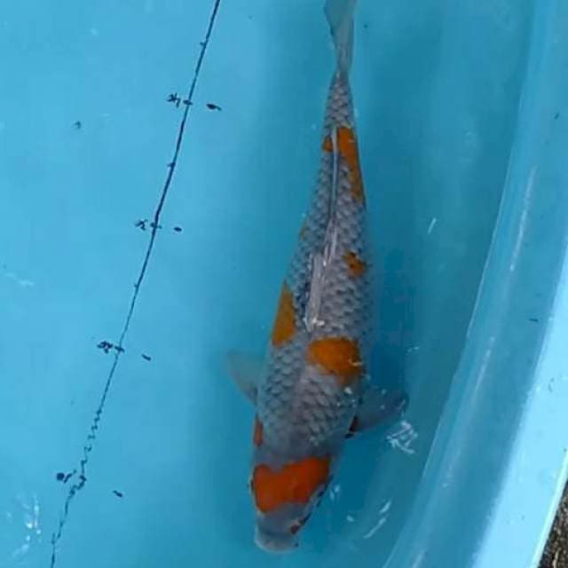 Ochiba sigure 43 cm female