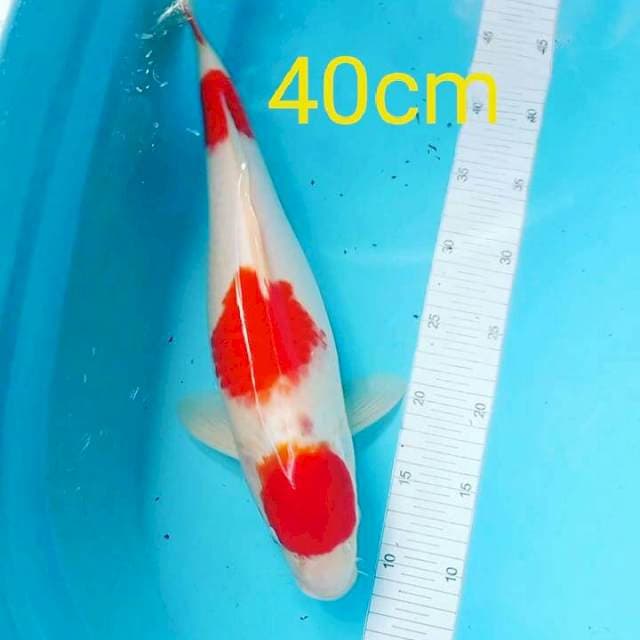 Kohaku 40cm