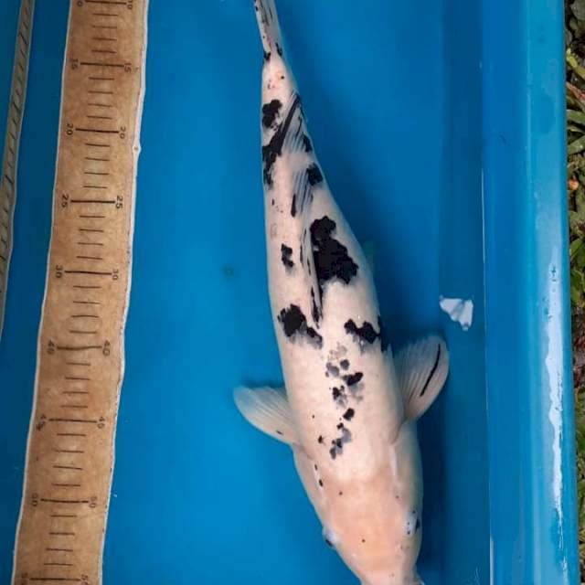 Bekko 45 bu ' sapi ' ๐ ๐