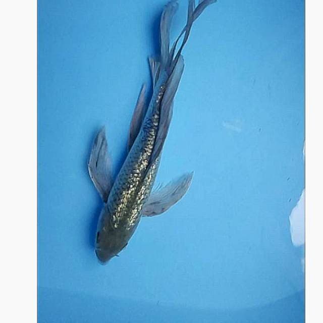 Soragoi kumpay 28cm