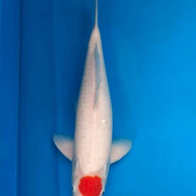 T. Kohaku ori 50 bu ๐๐