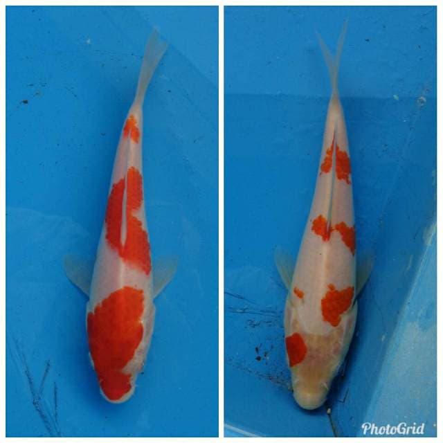 Duo Kohaku F1