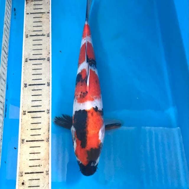 Showa, 33 cm