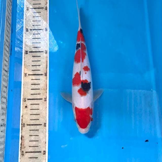 Sanke, 26 cm