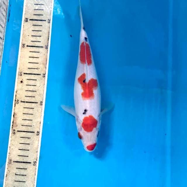 Sanke, 26 cm