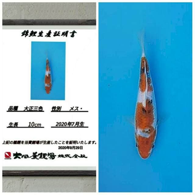 No.3 (sanke tate import) 15cm