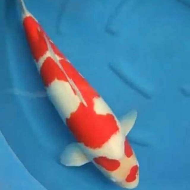 Kohaku Jumbo