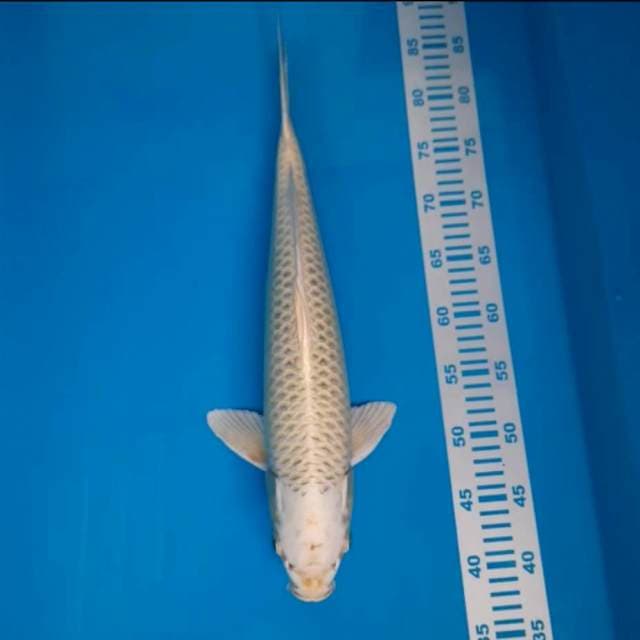 Platinum 47cm