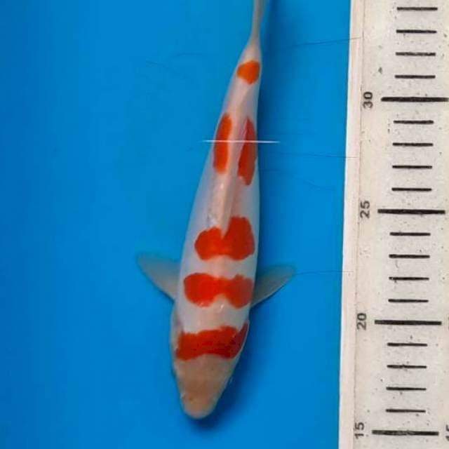 Kuhaku doit 21cm