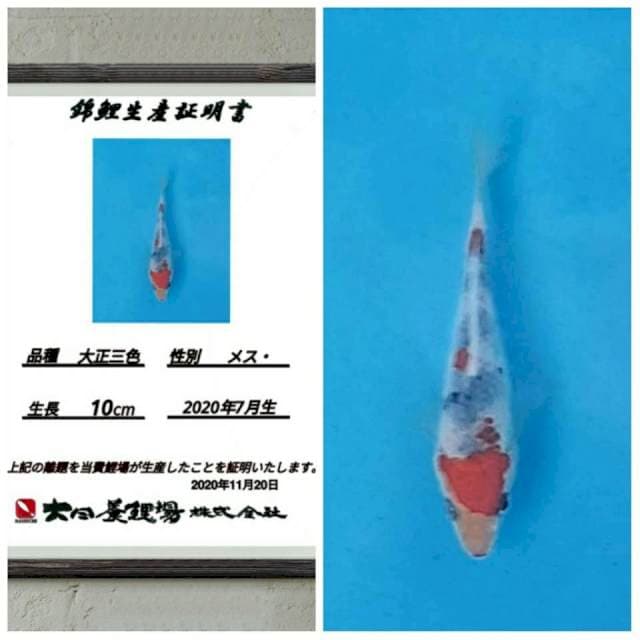 No.10 (super import tate sanke calon super)15bu