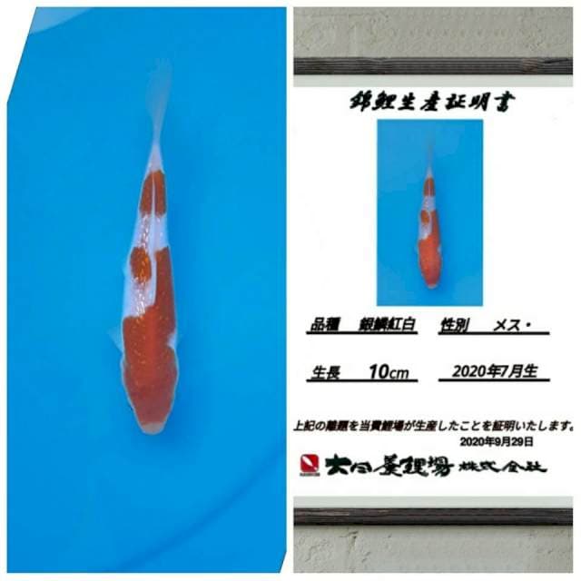 No.12 (ginrin kohaku import) 15bu