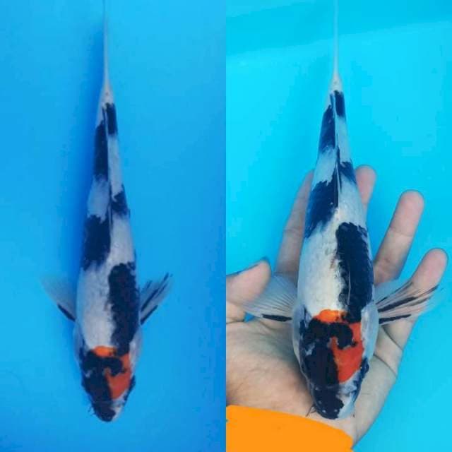 Tancho showa protein needed 26+cm