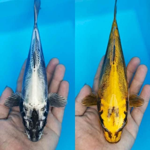 Gold silver 23-24cm