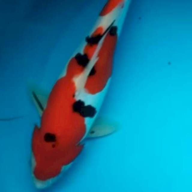 SANKE DOITSU PUNUK 29 Cm, JANTAN