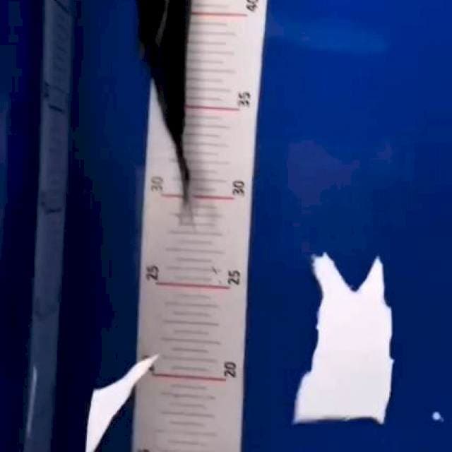 Kumonryu 20Cm