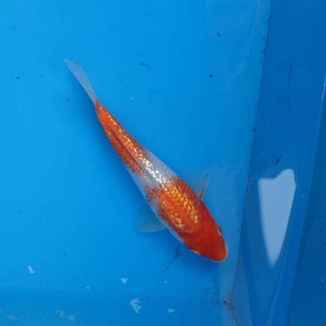 Kohaku Ginrin F1