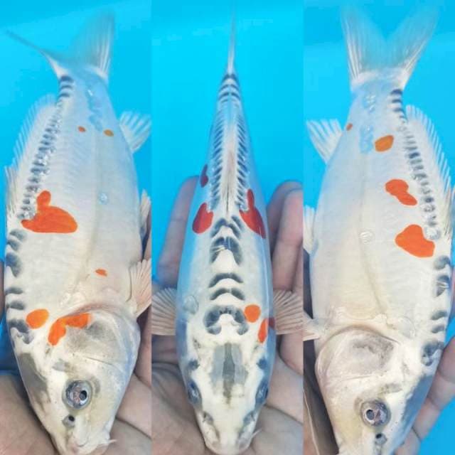 Nihon buyo kujaku doitsu 22cm